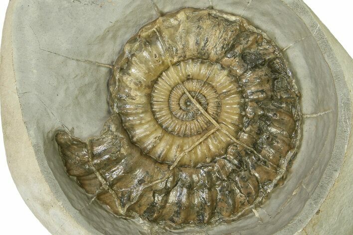 Jurassic Ammonite (Oistoceras) Fossil In Concretion - England #350951